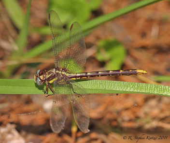 Phanogomphus exilis, female